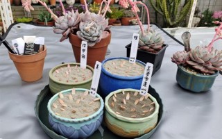 多肉的花剑怎么扦插，把花剑剪下来晾干伤口再插入土壤中