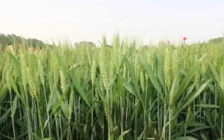 新冬38号小麦种子介绍,全生育期266天