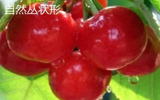 车厘子怎么种植,萌芽开花期、果实生长期都要追肥