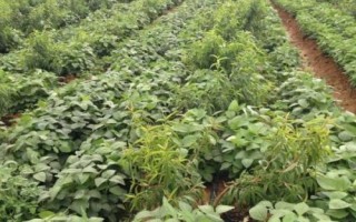 沈农豆38大豆品种简介,中等以上肥力地块上种植