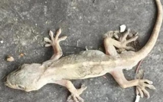 壁虎的寿命，通常为5-10年