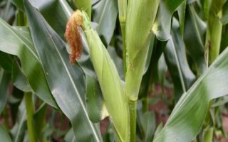 产量排名靠前的玉米品种，和育187的最高亩产量约为3284斤