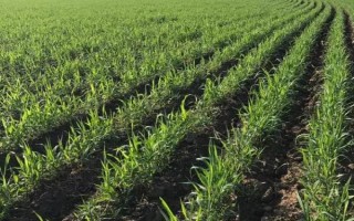 谷子的种植管理技术，先晒种再浸种