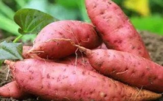 薯类的作物，包括甘薯、马铃薯、山药等