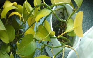 绿萝叶子为什么无光泽发黄，可能是浇水过少或者光照过强等