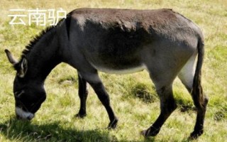 野生驴的蹄子为何不长,原因是运动量大会产生磨损