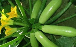 西葫芦的其它名称，具有美洲南瓜、小瓜等叫法