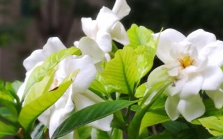 栀子花冬季是否会落叶，冬天落叶是正常情况