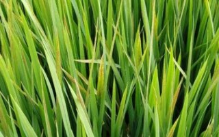 水稻叶尖发红是得了什么病，是水稻出现了生理性缺钾