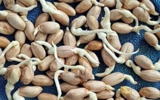 哪些因素会影响花生种子发芽,自身的质量是首要因素