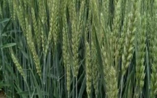 丰德存麦22品种介绍，全生育期为230.2天