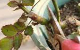 月季花叶子发黄是什么原因，可能是浇水不当或施肥错误等