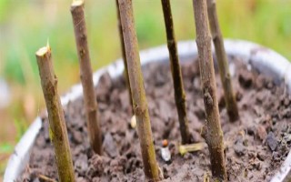 倒挂金钟怎么扦插，对枝条消毒后再插入沙中并覆膜