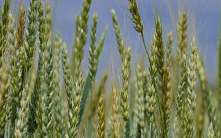 西农805小麦种子简介，属半冬性中穗型中熟品种