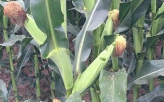 雷单1号玉米种子特点,中抗茎腐病