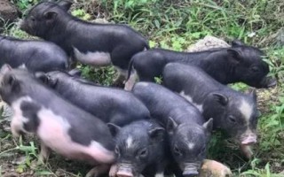 黑毛猪的价格，一斤需要30-50元左右