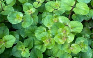 金钱草冬天会不会冻死，在北方可能会被冻死