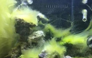 鱼缸爆藻的所需条件，需要充足的光照、富养的水体等