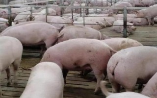 冬季怎么治疗猪流感,可用生姜、大蒜、大葱和板蓝根煎水灌服