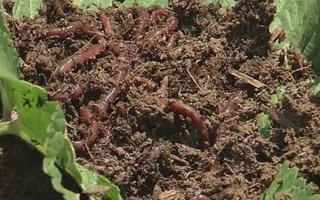 蚯蚓没有销路如何解决，卖给渔具店是不错的选择