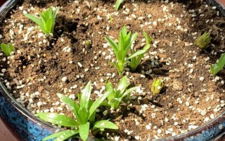 百合有哪些品种,常见的有鹿子百合、水仙百合等