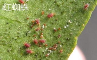 常见的柚类果树病虫害及防治方法，需对症下药