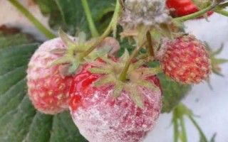 怎么治疗草莓白粉病，发病后可喷施醚菌酯等药剂