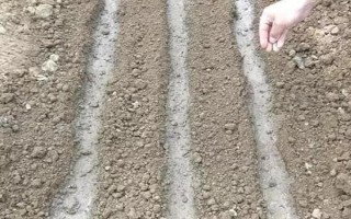 大白菜可以一年四季种植吗，大白菜一年四季都能种植