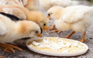 小鸡的饲养要点，根据当前日龄调整温度