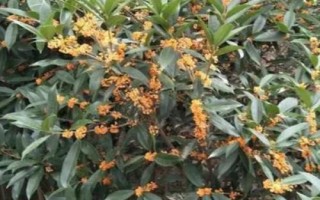 桂花怎么快速繁殖，通常采用播种繁殖、嫁接繁殖、扦插繁殖、压条繁殖