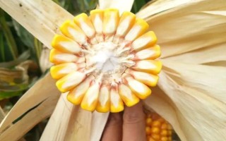 脆甜糯5号玉米种子特点,该品种属于甜糯类