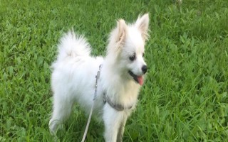 狗狗能吃水果吗，从以下5点出发去饲喂