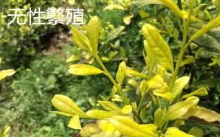 什么叫无性繁殖,无需通过受精过程的繁殖方法