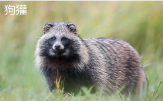 猪獾和狗獾的区别，外形、科属和分布均不同