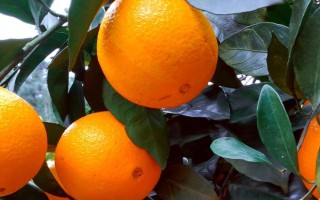 什么品种的橙树苗好，常见的有塔罗科血橙、纽荷尔脐橙等