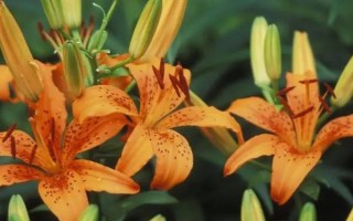 插花有什么造型，水平型、三角型、L型等类型比较常见