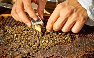 蜂群死了蜂王该怎么办,可介入新王