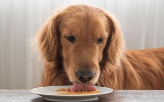 狗狗突然呕吐的原因,可能是吃的太多所致