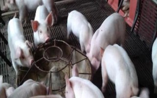 国家扶持的养殖项目,常见的有生猪、肉牛、肉羊等