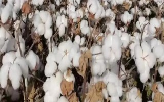 白露收获什么农作物，正是收棉花的好时候