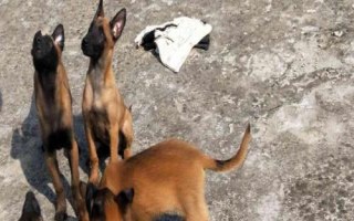 马犬怎么饲养,不同年龄阶段的饲养方法不同