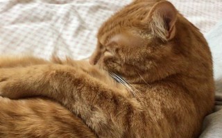 家庭养猫可以使用蚊香吗,短时间摄入过量菊酯会出现中毒症状