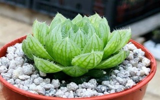 玉露干瘪了如何恢复，适宜的生长温度为20-28度