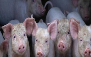 猪肉价格为什么会连续上涨,原因是需求量增加、市场供应偏紧