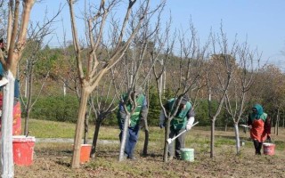 怎么对果树使用冲施肥，气候干旱时可在萌芽期冲施有机水溶肥
