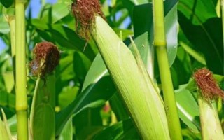 MC874玉米种简介,中等肥力以上地块栽培