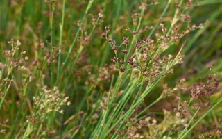 香附用什么土种植，选择有机质含量高且透气性较好的沙土或者沙壤土