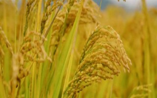 祺两优5306水稻品种的特性，每亩有效穗数18.3万穗