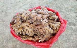 黄姜的价格，12元左右一斤