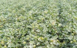 棉花的整枝技巧，包括常规整枝、免整枝和简化整枝等